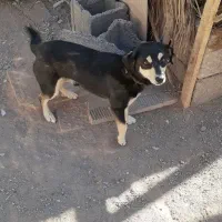 سگ پا کوتاه|سگ|کرمان, |دیوار