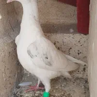 جوجه|حیوانات|مشهد, نظام دوست|دیوار