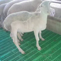 بره نرلاکن فرانسه|حیوانات مزرعه|سلفچگان, |دیوار