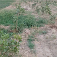 باغ پسته ورامین۴۴۰۰متر|فروش دفتر صنعتی، کشاورزی، تجاری|جوادآباد, |دیوار