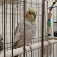 عروس هلندی ماده یکساله