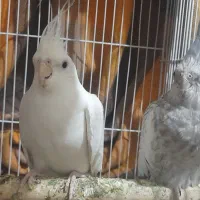 عروس هلندی آلبینو کار داده بالغ