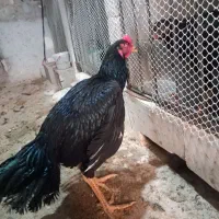 چند عدد خروس لاری|حیوانات مزرعه|میاندوآب, |دیوار