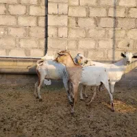 کهر نر فروشی بستک