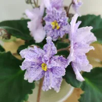 بنفشه آفریقایی