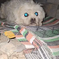 فروش|سگ|بروجن, |دیوار