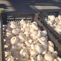 قارچ|خوردنی و آشامیدنی|تهران, شهرک دانشگاه|دیوار