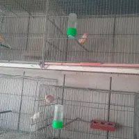 قناری نر ماده عروس هلندی فنج مرغ عشق|پرنده|نجفآباد, صالح آباد|دیوار