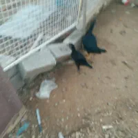 خروس لاری مرغ وجوجه تخم خودشونه ومرغابی یابط