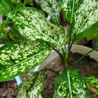 گل طبیعی|گل و گیاه طبیعی|رشت, حمیدیان|دیوار