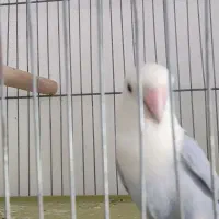 دوتا طوطی کوتوله