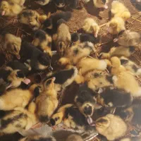 جوجه اردک