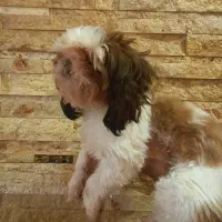 شیتزو ماده -  صورتش سوپر فلت -  با قیمت مناسب|سگ|پردیس, فاز ۳|دیوار