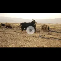 پازن(چپش نر یکسال و نیمه)|حیوانات مزرعه|مرودشت, رودبال|دیوار