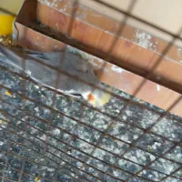 عروس هلندی|پرنده|بندر گناوه, |دیوار