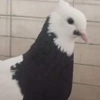 کبوتر طوقی ماده