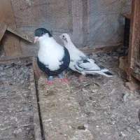 کبوتر جوانه و بالغ