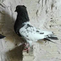 7 تا کفتر پرشی صید|پرنده|مشهد, شهید قربانی|دیوار