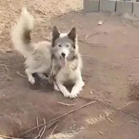 سگ هاسکی چشم دو رنگ