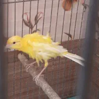 قناری|پرنده|شاهینشهر, پاسداران|دیوار