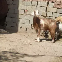 دو عددبز همراه با بزغاله