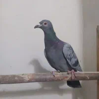 کبوتر شکار ماده