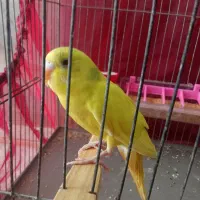 مرغ عشق دستی