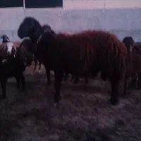 کوه قوچ افشاری