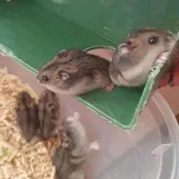 همستر نژاد کمپل انگلیسی|موش و خرگوش|سقز, |دیوار