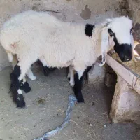 بره جری نر