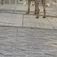 سگ سرابی اصیل