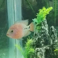 ماهی فلاور هورن