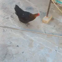 مرغ مشگی جوان تخم گذار|حیوانات مزرعه|قم, شهرک فاطمیه|دیوار