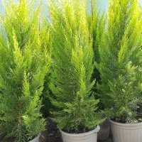 کاج لاوسون کامیس کاج نوئل