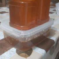 عسل طبیعی کوهستان الموت قزوین|خوردنی و آشامیدنی|رشت, کوی مهر|دیوار