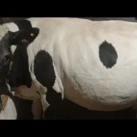گاو ماده