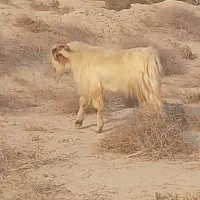 فروش ۱۰پازن|حیوانات مزرعه|آبدان, |دیوار