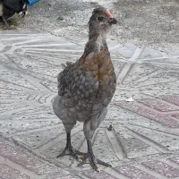 جوجه خروس گلین