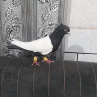 نر سینه سیاه چشم نک سفید  با دمبی بسته