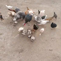 بوقلمون|حیوانات مزرعه|گنبد کاووس, |دیوار