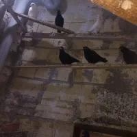 کبوتر|پرنده|تبریز, |دیوار