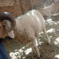 بره نرماده