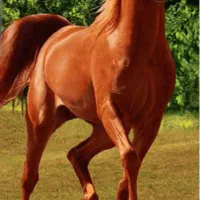 آموزش سوار کاری و نگهداری اسب|اسب و تجهیزات اسب‌سواری|مشهد, توس (بلوار توس)|دیوار