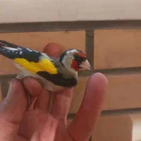 سهره  جوجه سهره|پرنده|اصفهان, کوی گلزار|دیوار