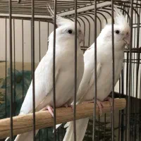 طوطی برزیلی،عروس هلندی مولد،جوان،سرلاکی|پرنده|گلستان (تهران), |دیوار