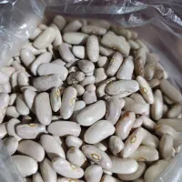 فروش حبوبات به قیمت جزیی وعمده