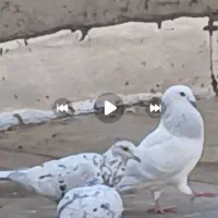 کبوتر شامی|پرنده|قزوین, |دیوار