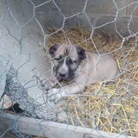 فروش توله سرابی اصل