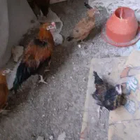 مرغ خروس ۶ ماهه