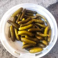 بخش خیار شور خوش طعم وباکیفعت|خوردنی و آشامیدنی|محمدشهر, جعفرآباد|دیوار